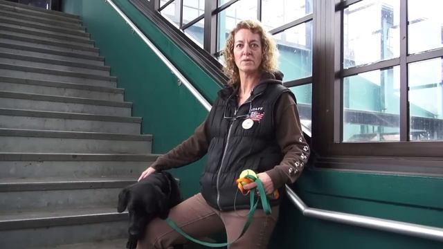 Service Dog Training Session смотреть онлайн