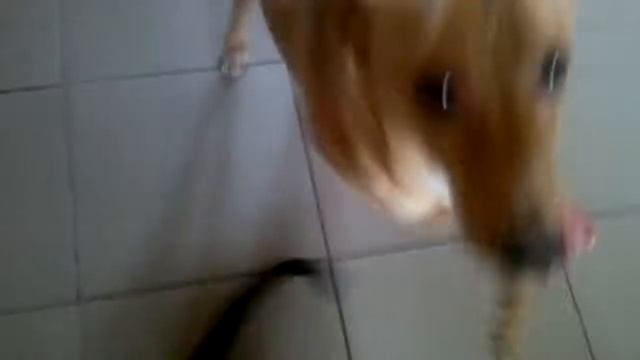 ГДЕ ТЫ МОЙ ВЕРНЫЙ И ПРЕДАННЫЙ ДРУГ???? смотреть онлайн