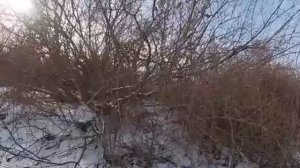 Охота на кабана с гончими в камышах