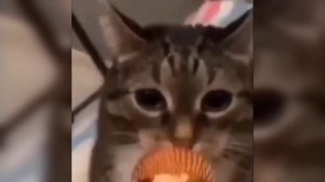 Кот поëт: Раша – держава наша!