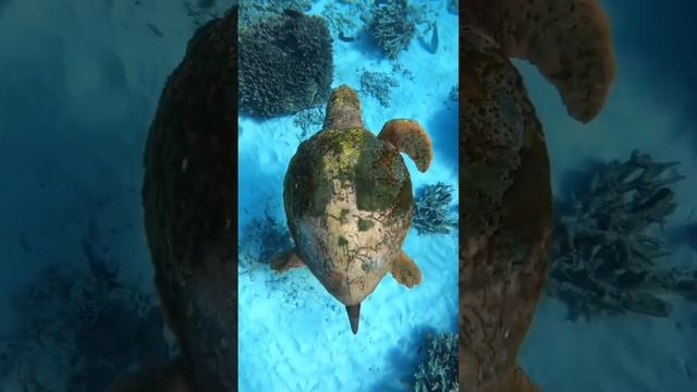 Удивительные морские черепахи 😻 смотреть онлайн