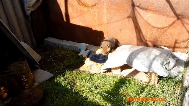 🦊🏡 #2 Лисёнок в доме. Знакомство с новым домом смотреть онлайн