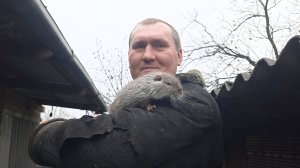 Утепляю клетки для НУТРИЙ. 24.11.24