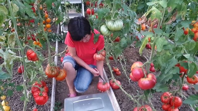 Самые крупноплодные томаты в нашей теплице. Сезон 2022. смотреть онлайн