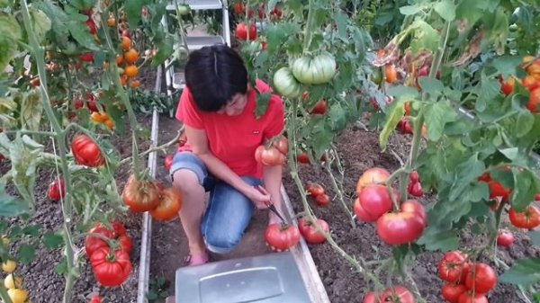 Самые крупноплодные томаты в нашей теплице. Сезон 2022.