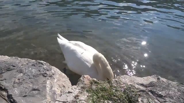 Ручные лебеди смотреть онлайн
