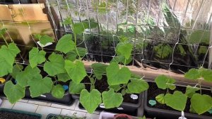 Огурцы на Балконе. Первые Агротехнические мероприятия. Удаление завязей и Пасынков.