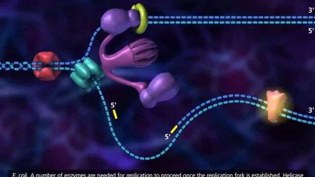 DNA Replication Process 3D Animation