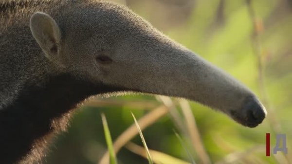 Гигантский муравьед.