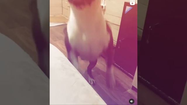 #badboy #maybach #amstaff #staff #stafford #terriers #dogs #pitbull #стафф #питбуль #Майбах # собак смотреть онлайн