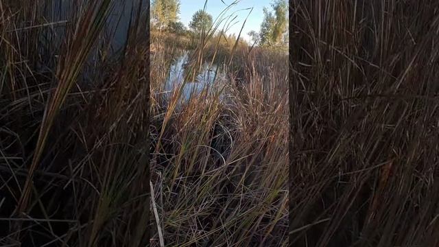 С Дратхааром за Уткой!