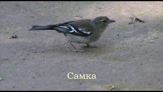 Птахи поруч: зяблик смотреть онлайн