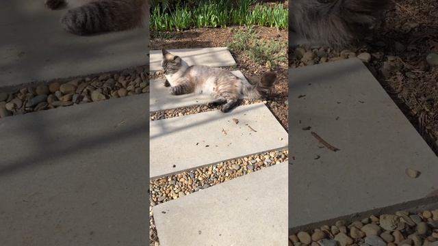 ДОБРОЕ УТРО ИЗ МОЕГО САДА. 31 марта 2024. #сад #цветники #цветы смотреть онлайн