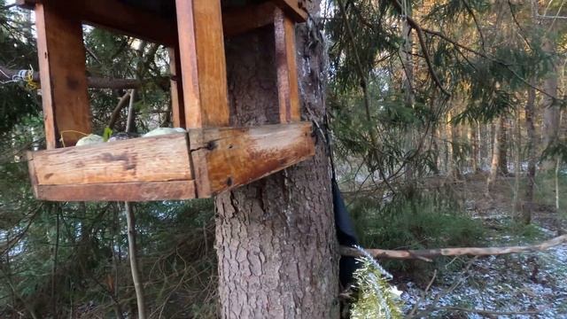 Птичья кормушка с морожеными яблоками смотреть онлайн