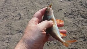 Ультралайт и отводной поводок