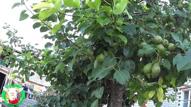 Вечером  на хоз дворе