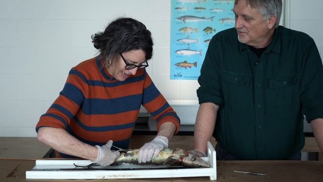 Dissecting a Lake Sturgeon смотреть онлайн