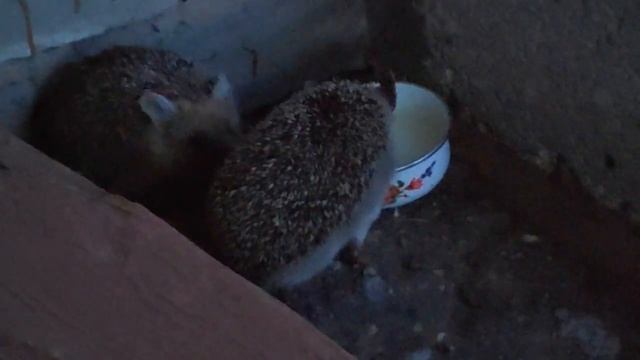 Ежи в НОВОЯМЫШЕВО/Нежданчик/ Сюрпиз/Не ждали , а мы припёрлись/ смотреть онлайн