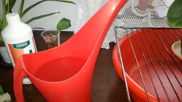 How To Water Orchids In Semi Hydro - The Correct And Easy Way To Do It!