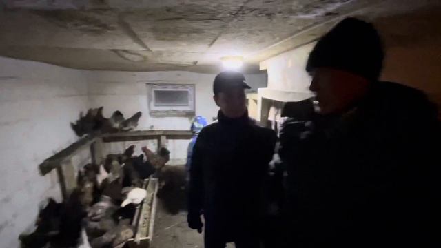 Тауық асырау / Разведение кур как Бизнес / Домашняя ферма зимой смотреть онлайн