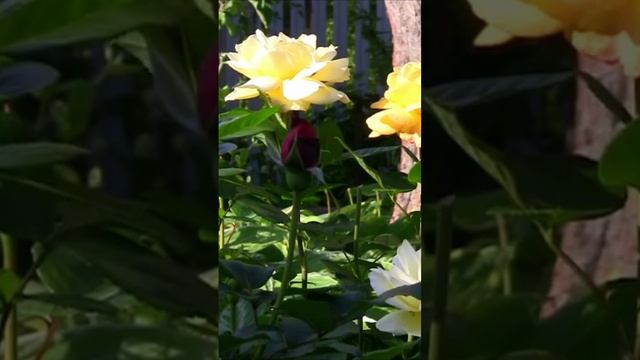 Жёлтые розы. Дмитрий Шлапак смотреть онлайн