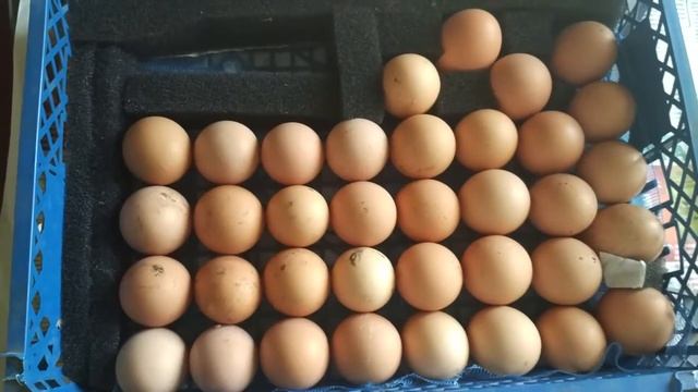 закладка яиц в инкубатор. смотреть онлайн