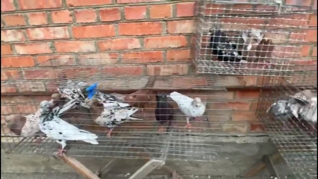 10 пар мраморных на продажу смотреть онлайн