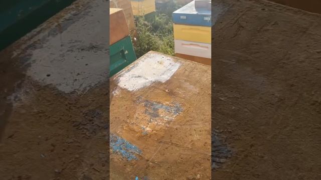 Мощь и Сила золотой пчелы Бакфаст медосбор #пчеловодство #shorts #мёд смотреть онлайн