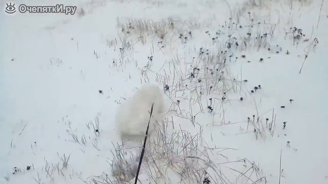 Щенок самоед на прогулке. смотреть онлайн