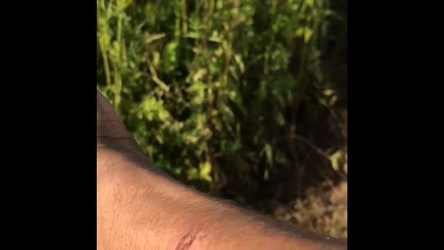 ОСТОРОЖНО ЯДОВИТЫЙ БОРЩЕВИК В БАШКОРТОСТАНЕ !!! ЗОНТИЧНЫЙ УБИЙЦА!!! .как выглядит борщевик смотреть онлайн