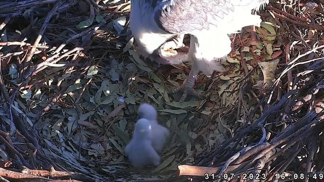 31/7/23🌊🦅Sea-Eagles of Sydney🐣Two Fluffy Eaglets!🐣 10th Mealtime @SeaEagleCAM4 смотреть онлайн