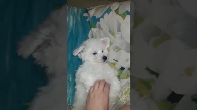 Маленький львенок.