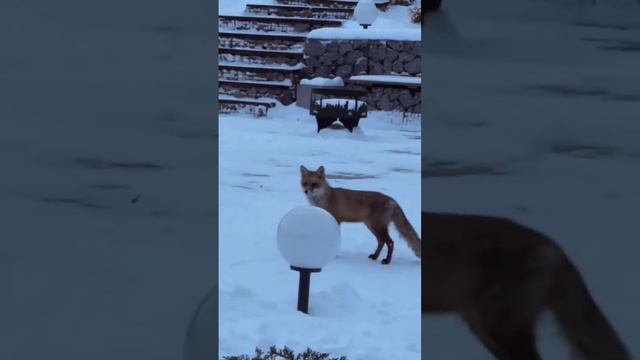 И такие гости заглядывают в ТИХИЕ ДИВЫ #базаотдыха #воронеж #белогорье #павловск #арендадома #дивы смотреть онлайн