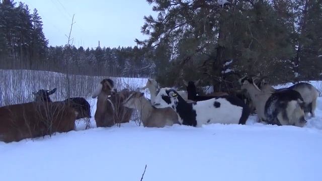 Снежный баттерфляй. Прогулка с козами. смотреть онлайн