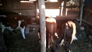 Прибыль и затраты на одного бычка! Откорм бычков!