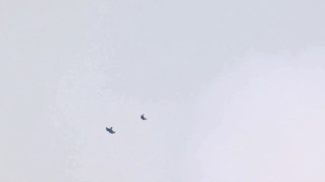 British Birds of Prey - Red Kite Chase in Flight Slow Motion смотреть онлайн