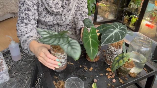 How To Pot Plants In No Drainage - Alocasia, Peperomia, Philodendron 🙈 смотреть онлайн