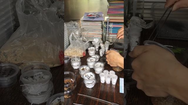 Unboxing Scorpions( Parabuthus.Androctonus.Hottentotta.Leiurus) смотреть онлайн
