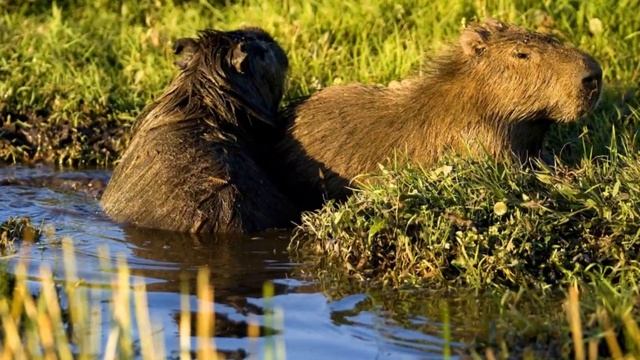 ESTEROS DEL IBERA, PROV DE CORRIENTES, ARGENTINA, FLORA Y FAUNA смотреть онлайн