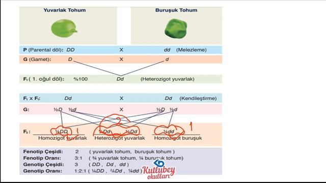 KUTLUBEY (UZEM) BİYOLOJİ 10. SINIF GENEL KONU TEKRARI -1- ( KALITIM VE BİYOLOJİK ÇEŞİTLİLİK