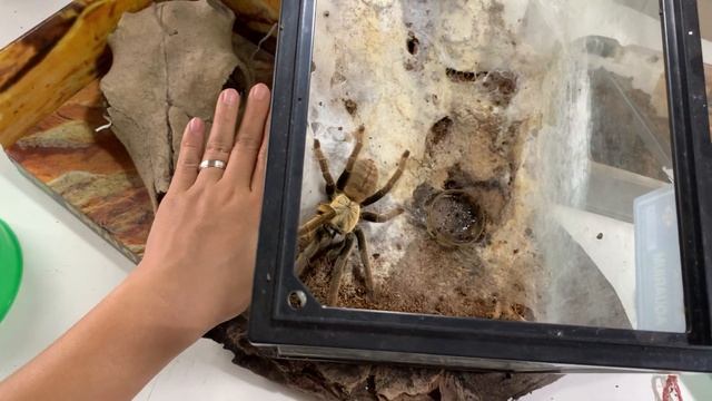 GIVEAWAY!! Harga sadis.. Tarantula dari Negeri tirai bambu смотреть онлайн