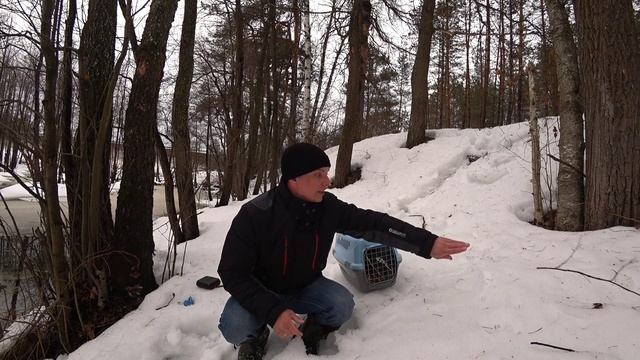 Вызаривание подсадной утки. Подготовка к сезону охоты 2024г. смотреть онлайн