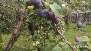 Слива Сувенир востока, Яичная Синяя, Ванетта, Кубанский Карлик..Сад Тоторова.