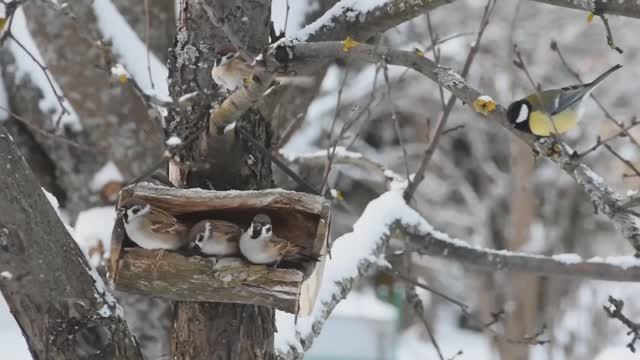 Зимние зарисовки смотреть онлайн