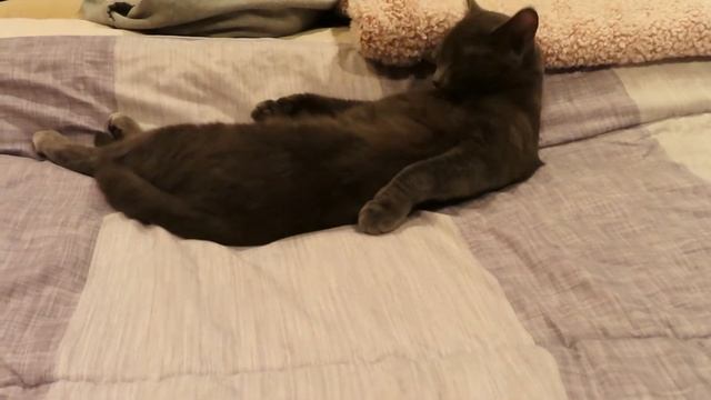 READING STAR WARS: Empire Strikes back (Reading Vlog & a chaotic work week!) смотреть онлайн