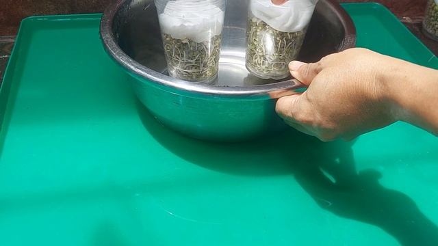 How to plant bean sprouts in plastic cups so that the sprouts grow well смотреть онлайн