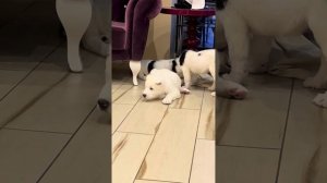 Как воспитывать щенка Алабая