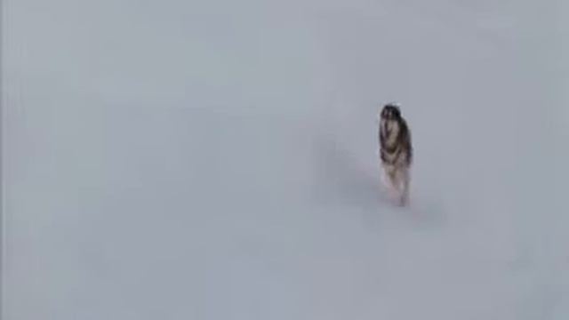 ReproducziA - Собака Будит Деда смотреть онлайн