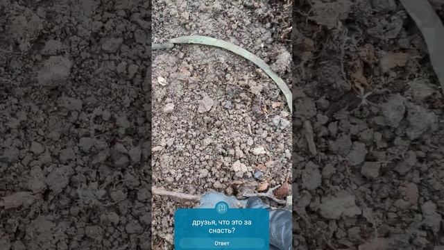 Загадка века