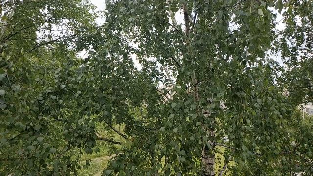 Соратники сообщают: Античное пищеварение и Античный Ангарск. смотреть онлайн